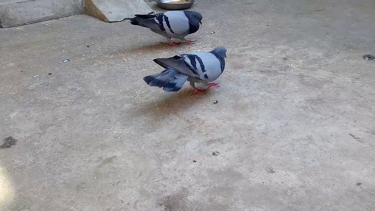 Dance of Pigeons. Danse des pigeons