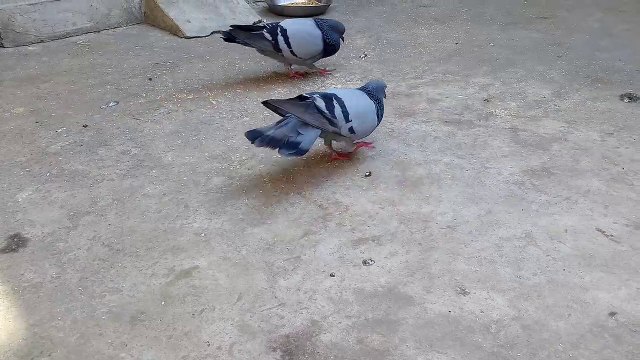 Dance of Pigeons. Danse des pigeons