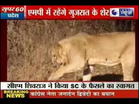 Gujarat Lions Shifted to Madhya Pradesh