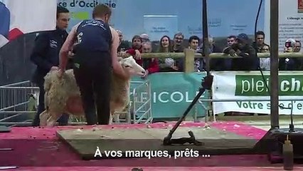 Au salon de l'agriculture, les moutons passent à la tondeuse!