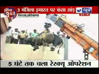 India News: Bull stuck on 3rd floor in haryana