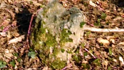 Promenons Nous Dans Les Bois