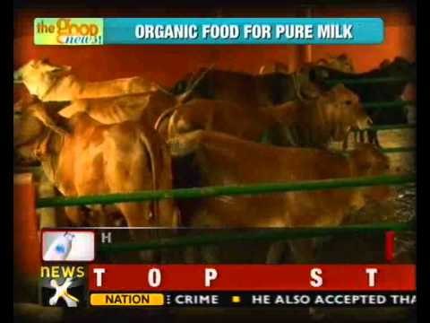 Good News: Organic food for cows for pure ghee, medicine - NewsX