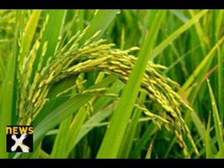 Monsoon delay to result in lower kharif crop - NewsX
