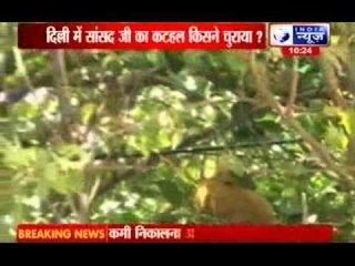 Police form team to find 'stolen' jackfruits from MP's house