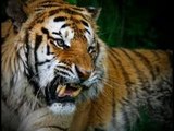 Forest official mauled to death by tiger in Ranthambore - NewsX