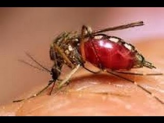 Dengue cases continue to rise across nation - NewsX