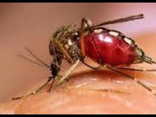 Dengue cases in the capital hits 1,057; 2 dead - NewsX