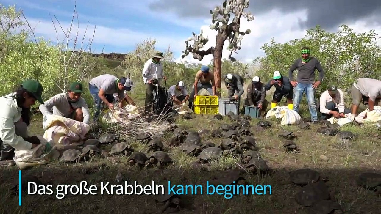 155 Riesenschildkröten auf Galápagos-Insel ausgesetzt