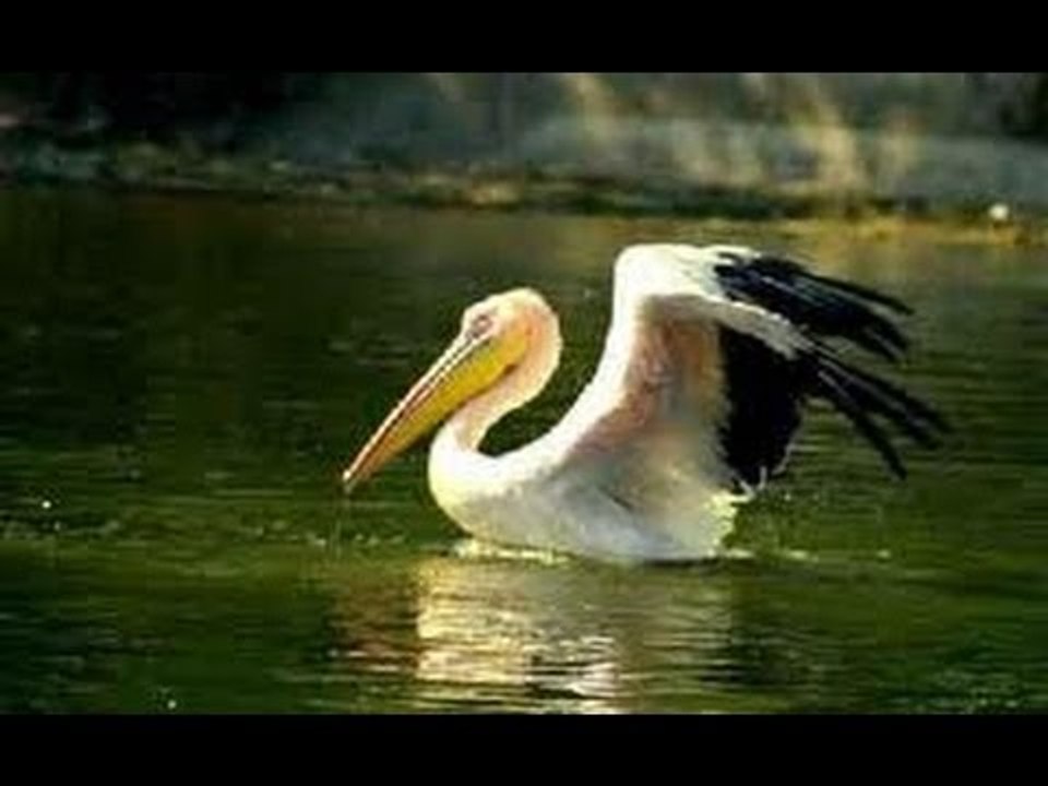 Okhla bird sanctuary under threat