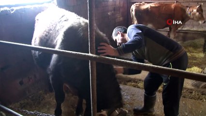 Başkan adayı: 'Bütün mal varlığım 2 inek, 1 tosun, 1 buzağı, 1 köpek, 3 kedi ve kitaplarım'