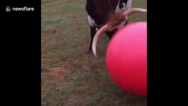 Huge longhorn bull loves playing with ball until he accidentally deflates it