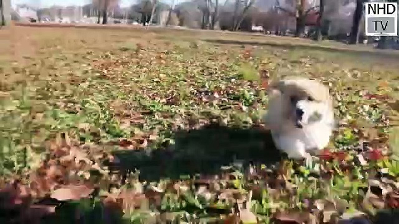 baby dogs