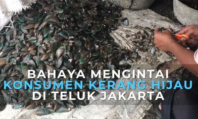 Bahaya Mengintai Konsumen Kerang Hijau di Teluk Jakarta