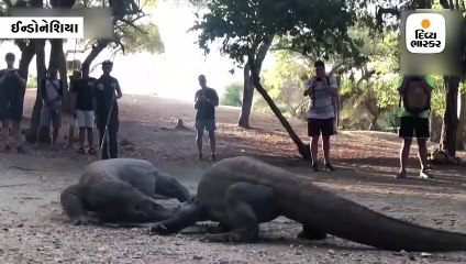 Divya bhaskar videos