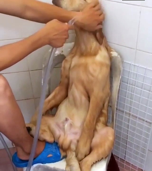 Qu'il est adorable ce chien aime bien le bain