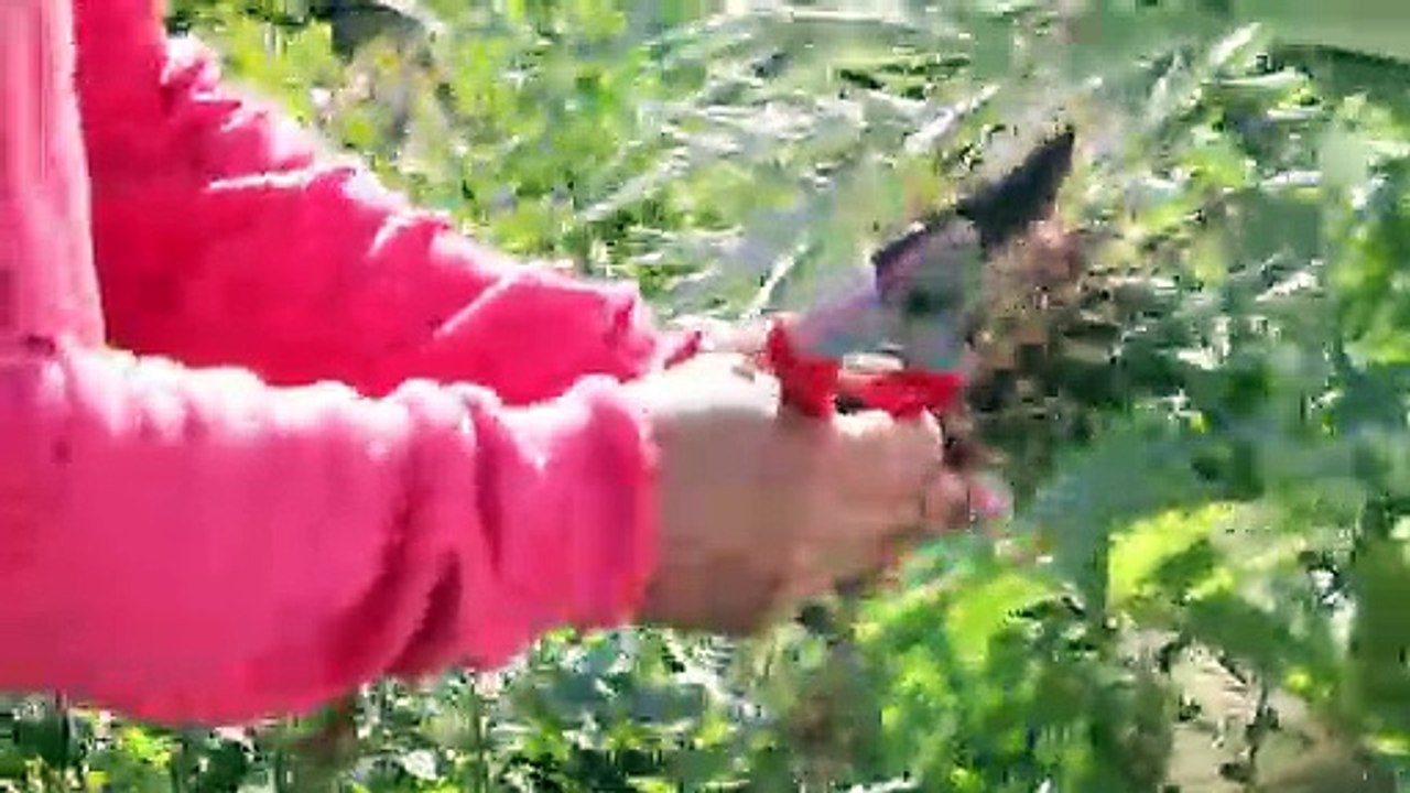 Comment tailler les lilas ?