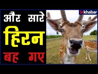 बाढ़ का कहर: सौंग नदी में आयी भयंकर बाढ़ में बह गए 100 से भी ज्यादा हिरन