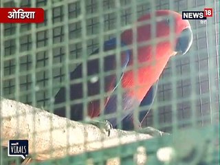 VIDEO: नृपेश के घर में उड़ते हैं 40 प्रजातियों के विदेशी मेहमान