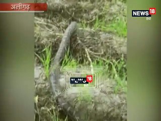 थम गई सांसें जब सामने आया 10 फीट का अजगर, लोगों में मची अफरा-तफरी