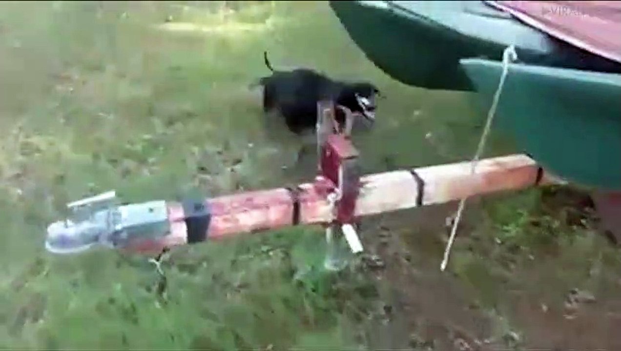 Puppies Attack Snake