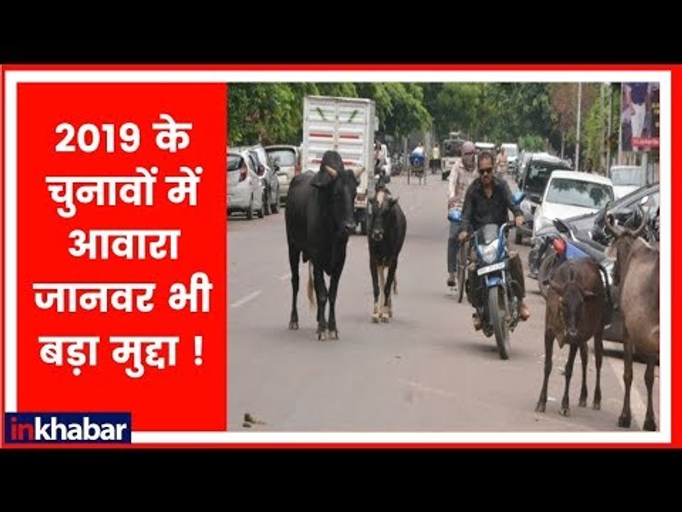 ये आवारा पशुओं की आतंकी वो कहानी है, जो 2019 के लोक सभा चुनाव में बड़ा मुद्दा बनने वाली है