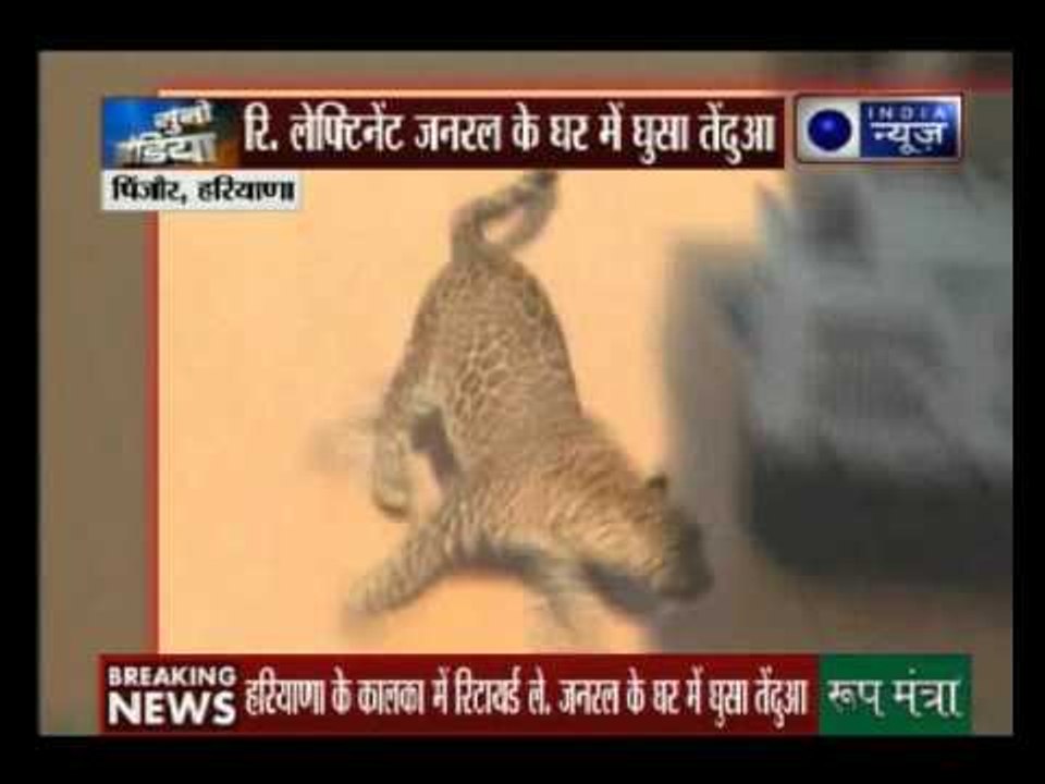 Caught on Camera: Leopard spotted at a house in Chandigarh
