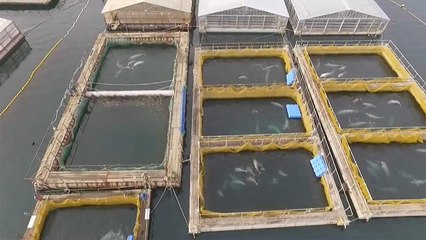 "Delfin-börtön" Oroszországban