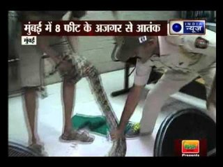 8- feet cobra found in Bandra,  Mumbai