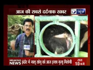 Indore zoo to bid final adieu to paralysed Himalayan black bear