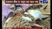 Pakistani 'spy' eagle caught by BSF jawans at Rajsthan border
