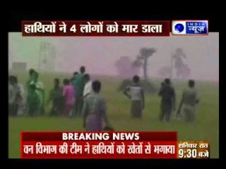 Download Video: Elephant Attack: Death Toll Rises in West Bengal