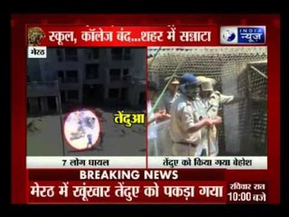 7 injured in leopard attack in Meerut