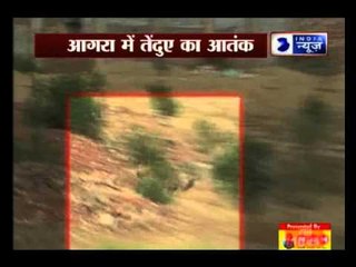 Leopard creates panic in Agra colony