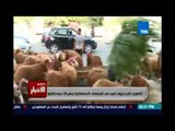 التموين:طرح خروف العيد في المجمعات الإستهلاكية بسعر 38 جنيه للكيلو