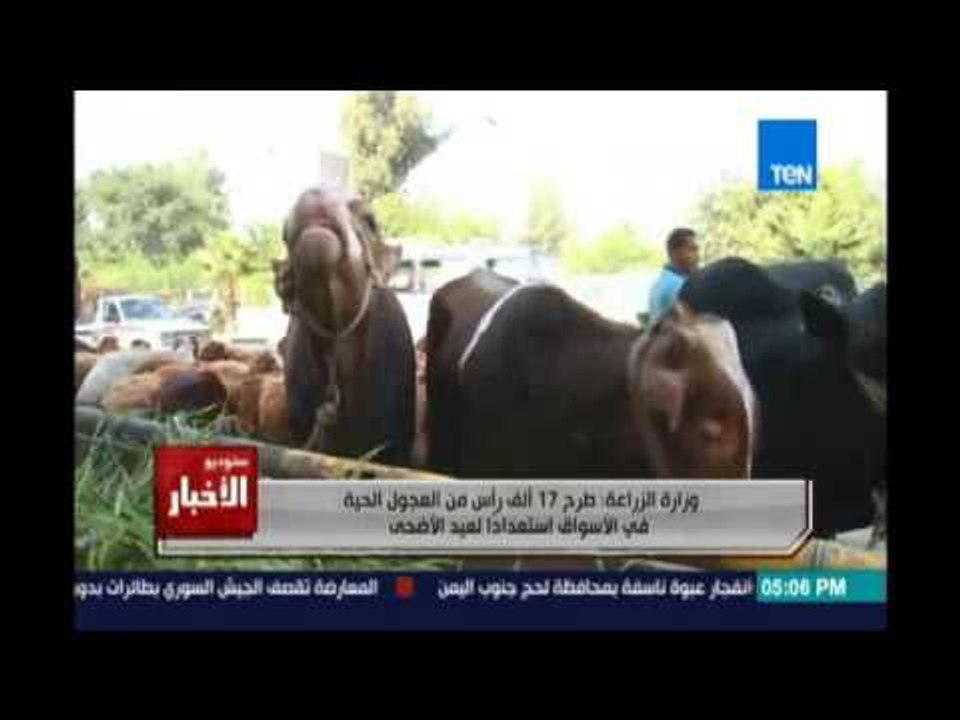 وزارة الزراعة :طرح 17 ألف رأس من العجول الحية في الأسواق إستعدادا لعيد الأضحي