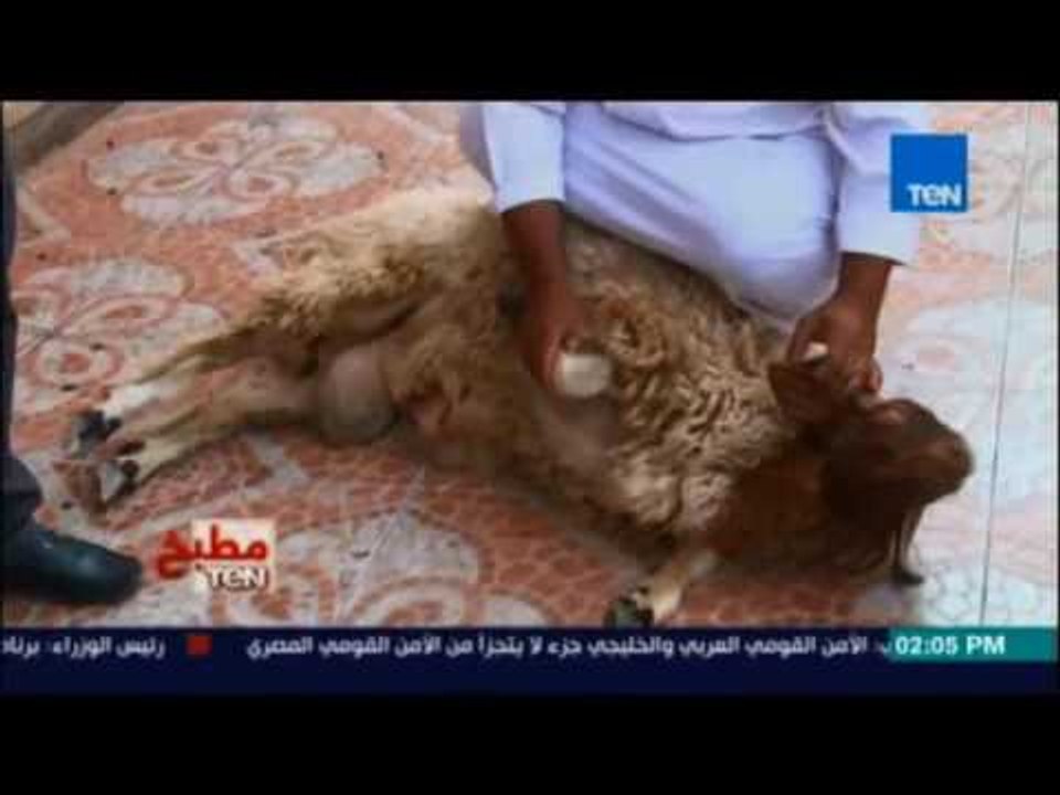 مطبخ تن فيديو +16 لطريقة ذبح وسلخ الأضحية للكبار فقط