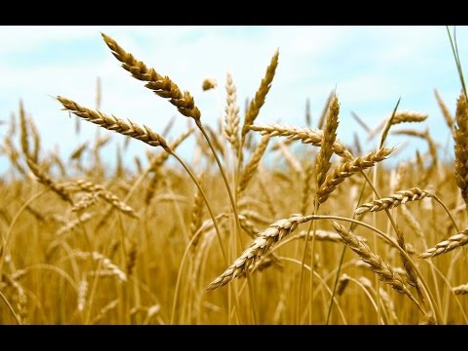 صباح الورد| مصادر بالتموين احتياطي القمح يكفي 5شهور
