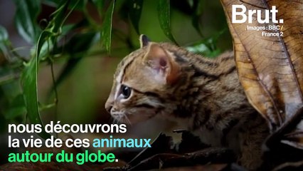 Comment le guépard attrape-t-il ses proies ?