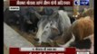 Yogi Adityanath to visit cow shelter in 'Kanha Upvan'; insisted by Aparna Yadav and Prateek Yadav