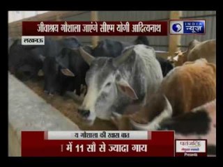 Yogi Adityanath to visit cow shelter in 'Kanha Upvan'; insisted by Aparna Yadav and Prateek Yadav