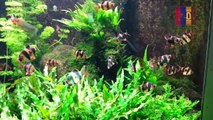 B37- Sumatra Barb, Malabar Danio, Ceylonese Comb Tail, Redtail Shark Minnow, Denison´s Barb, Striped Panchax, Java Fern, Pearl Gourami, Indian Marsh Weed,