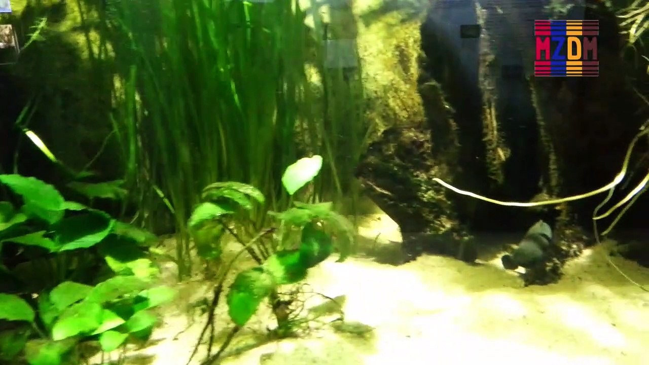 B40- West African Lungfish, Ornate Bichir, Ocellated Squeaker, Nile Jewel Fish, Gray Bichir