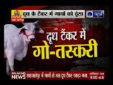 Andar Ki Baat: Brutality of cow-smugglers caught on camera 'Cows in milk tanker'