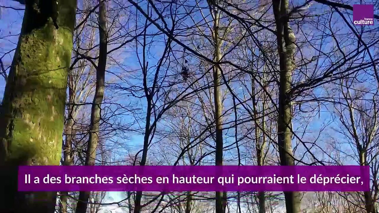 Forêt : le martelage "durable" dans le massif des Vosges du Nord