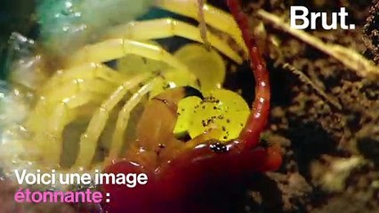 La ponte chez les mille-pattes