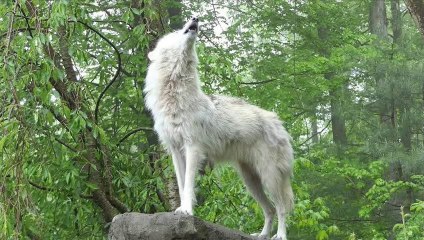 8 Steps to Howl Like a Wolf