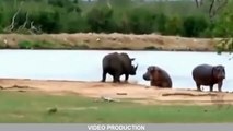 15 peleas de animales más loca captado por la cámara # 4 leones, búfalos, cocodrilos, elefante, os