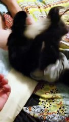 Un singe s'approche d'un chien pour lui faire les 1000 Ans de Souffrance