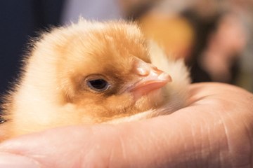 La naissance des poussins en direct du Salon de l'agriculture